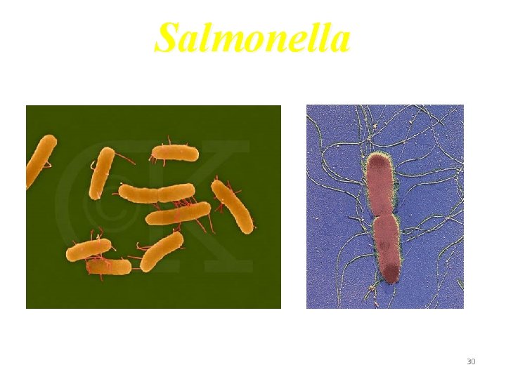 Salmonella 30 