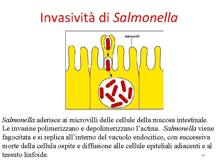 Invasività di Salmonella aderisce ai microvilli delle cellule della mucosa intestinale. Le invasine polimerizzano