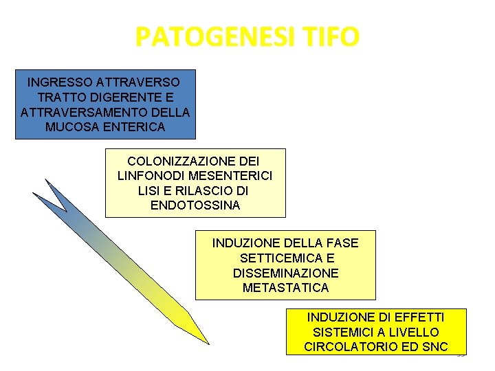 PATOGENESI TIFO INGRESSO ATTRAVERSO TRATTO DIGERENTE E ATTRAVERSAMENTO DELLA MUCOSA ENTERICA COLONIZZAZIONE DEI LINFONODI