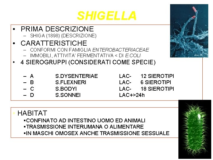 SHIGELLA • PRIMA DESCRIZIONE – SHIGA (1898) (DESCRIZIONE) • CARATTERISTICHE – CONFORMI CON FAMIGLIA SHIGELLA • PRIMA DESCRIZIONE – SHIGA (1898) (DESCRIZIONE) • CARATTERISTICHE – CONFORMI CON FAMIGLIA