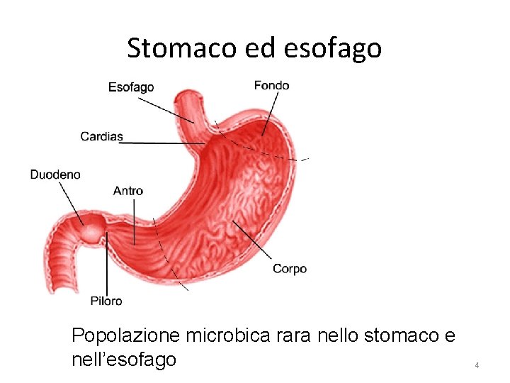 Stomaco ed esofago Popolazione microbica rara nello stomaco e nell’esofago 4 