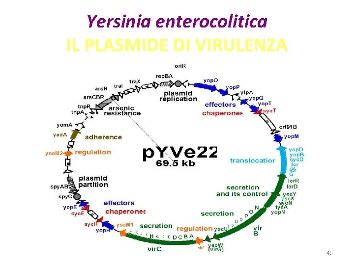 Yersinia enterocolitica IL PLASMIDE DI VIRULENZA 49 Yersinia enterocolitica IL PLASMIDE DI VIRULENZA 49