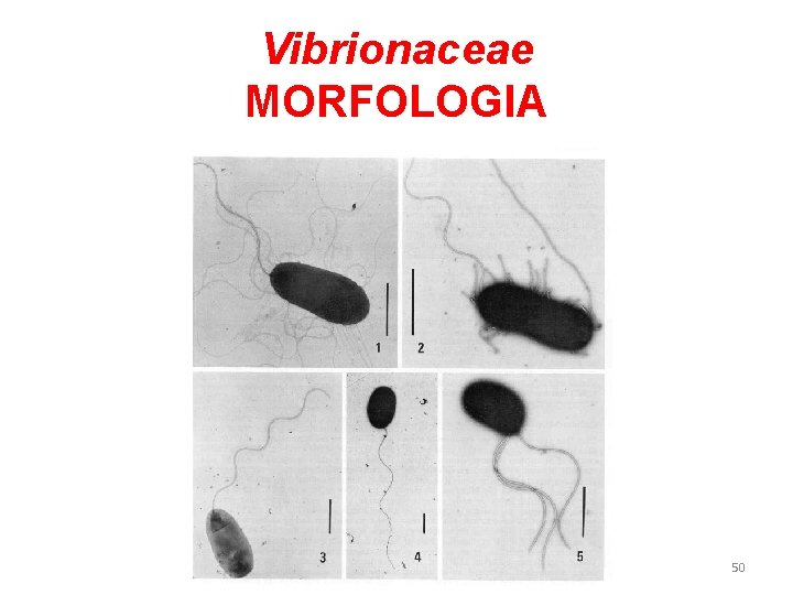 Vibrionaceae MORFOLOGIA 50 Vibrionaceae MORFOLOGIA 50