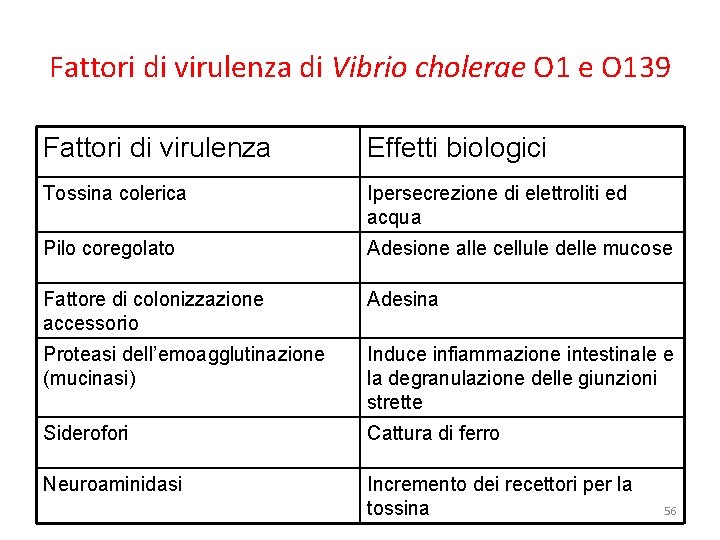 Fattori di virulenza di Vibrio cholerae O 139 Fattori di virulenza Effetti biologici Tossina Fattori di virulenza di Vibrio cholerae O 139 Fattori di virulenza Effetti biologici Tossina