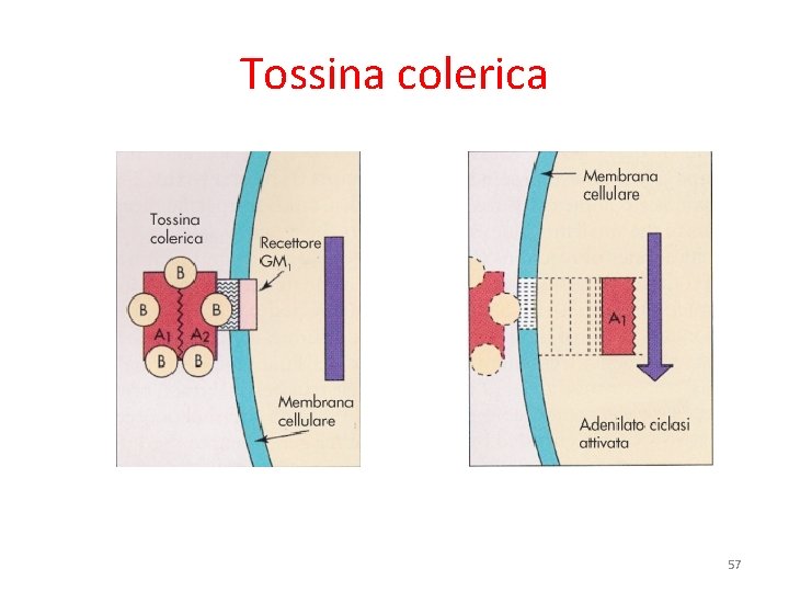 Tossina colerica 57 Tossina colerica 57