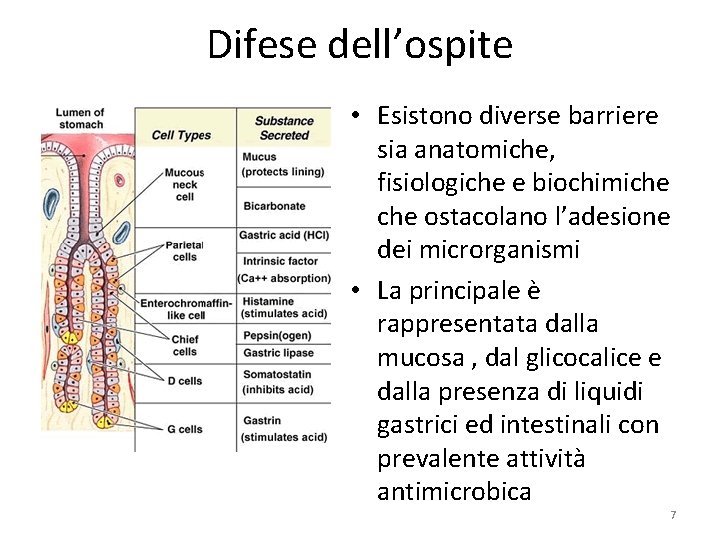 Difese dell’ospite • Esistono diverse barriere sia anatomiche, fisiologiche e biochimiche ostacolano l’adesione dei