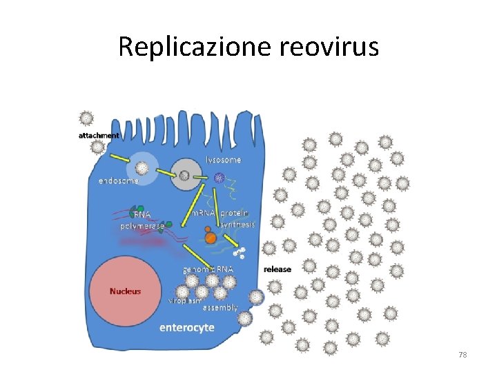 Replicazione reovirus 78 Replicazione reovirus 78