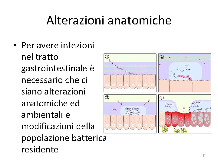 Alterazioni anatomiche • Per avere infezioni nel tratto gastrointestinale è necessario che ci siano