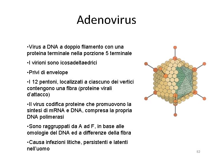 Adenovirus • Virus a DNA a doppio filamento con una proteina terminale nella porzione Adenovirus • Virus a DNA a doppio filamento con una proteina terminale nella porzione