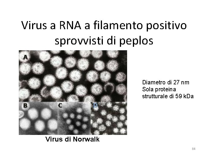 Virus a RNA a filamento positivo sprovvisti di peplos Diametro di 27 nm Sola Virus a RNA a filamento positivo sprovvisti di peplos Diametro di 27 nm Sola