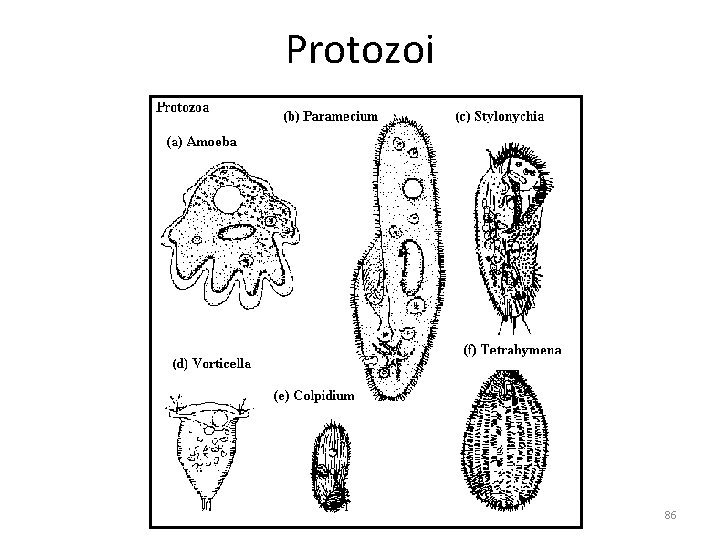 Protozoi 86 Protozoi 86