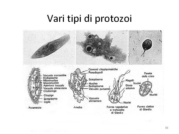 Vari tipi di protozoi 88 Vari tipi di protozoi 88