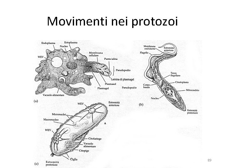 Movimenti nei protozoi 89 Movimenti nei protozoi 89