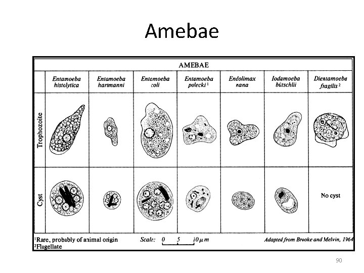 Amebae 90 Amebae 90