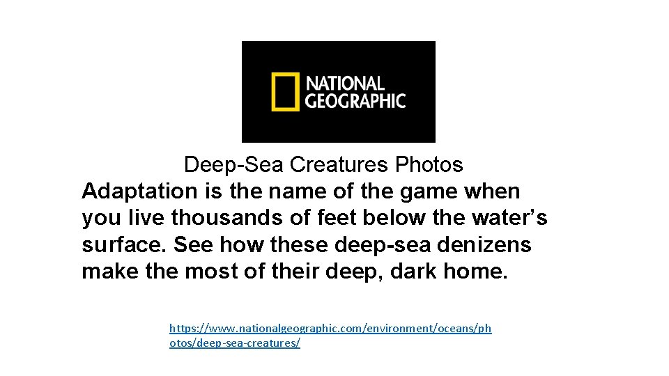 Deep-Sea Creatures Photos Adaptation is the name of the game when you live thousands