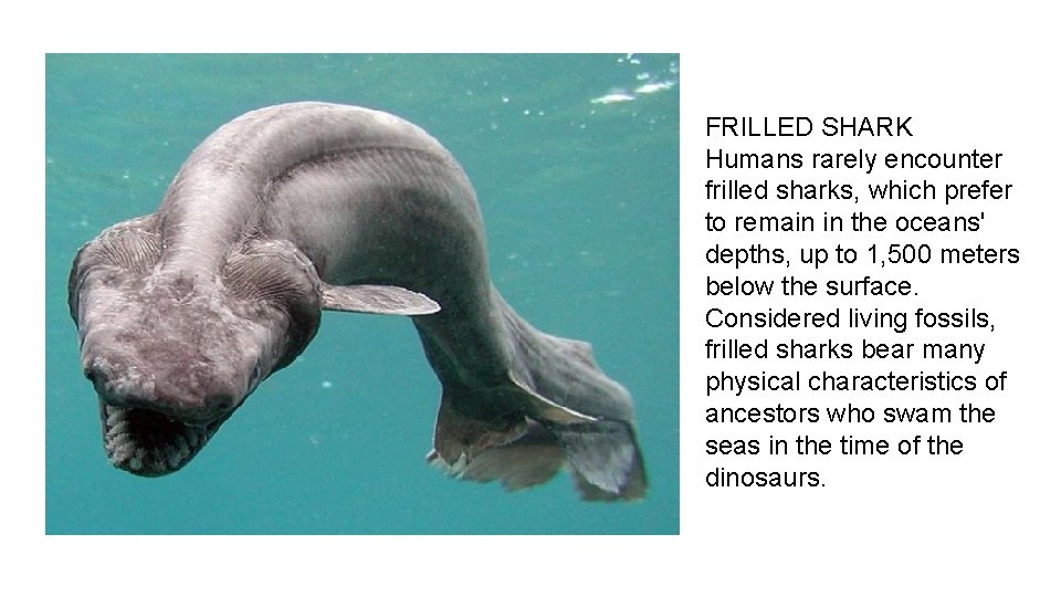 FRILLED SHARK Humans rarely encounter frilled sharks, which prefer to remain in the oceans'