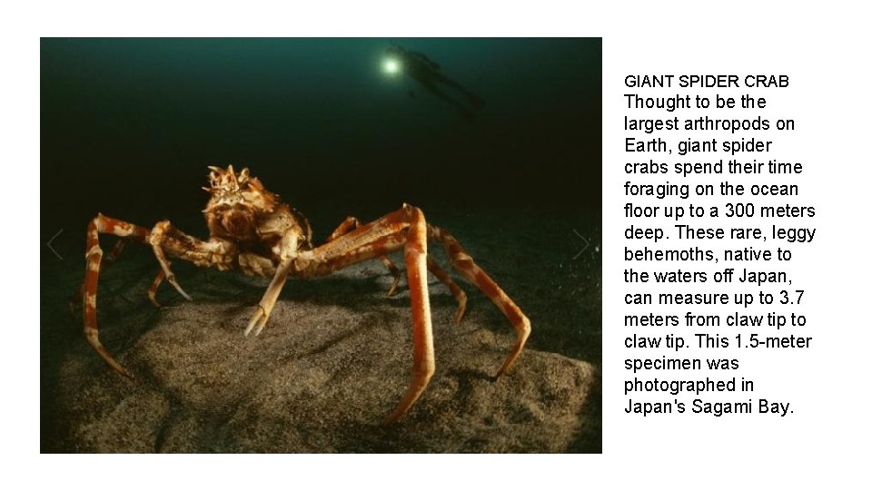 GIANT SPIDER CRAB Thought to be the largest arthropods on Earth, giant spider crabs