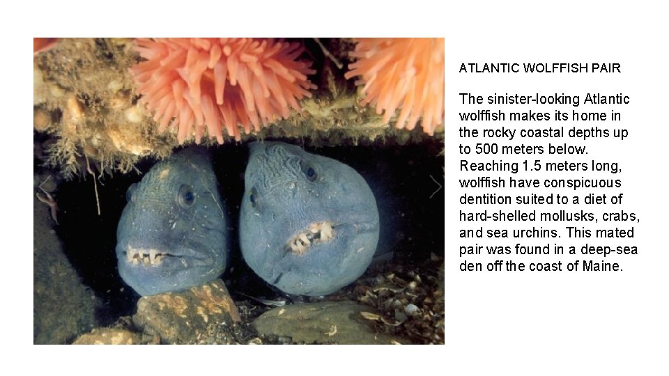 ATLANTIC WOLFFISH PAIR The sinister-looking Atlantic wolffish makes its home in the rocky coastal