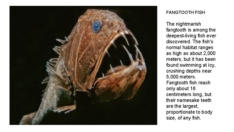 FANGTOOTH FISH The nightmarish fangtooth is among the deepest-living fish ever discovered. The fish's