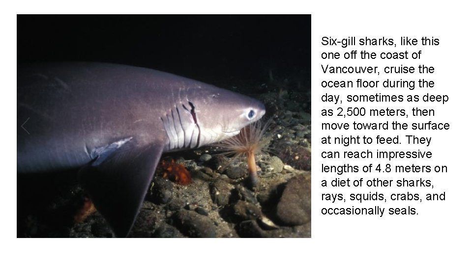 Six-gill sharks, like this one off the coast of Vancouver, cruise the ocean floor