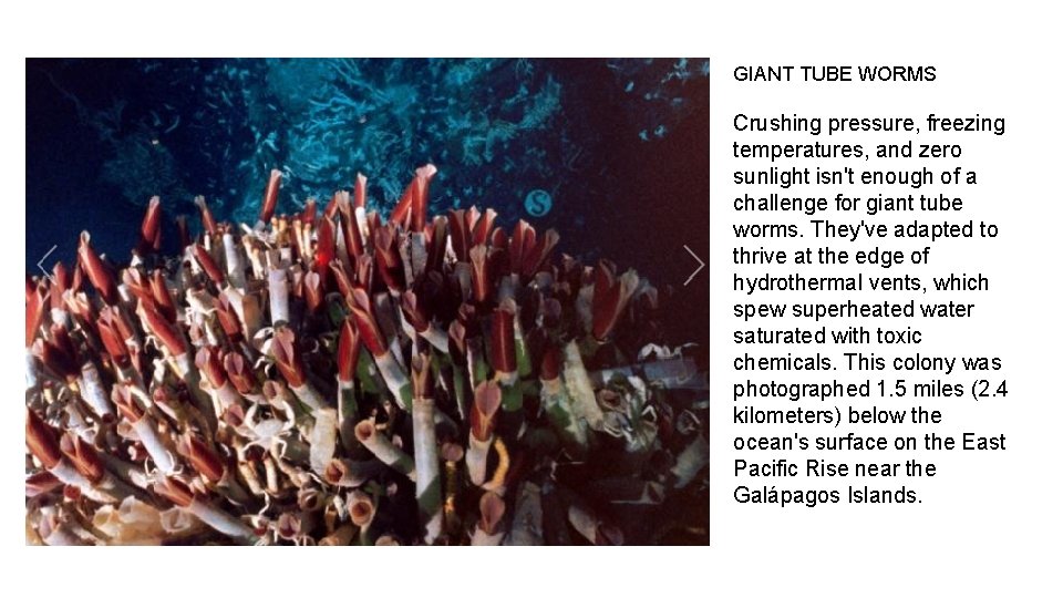 GIANT TUBE WORMS Crushing pressure, freezing temperatures, and zero sunlight isn't enough of a