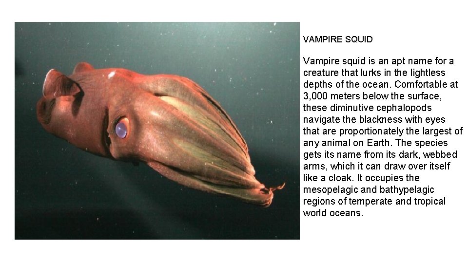 VAMPIRE SQUID Vampire squid is an apt name for a creature that lurks in