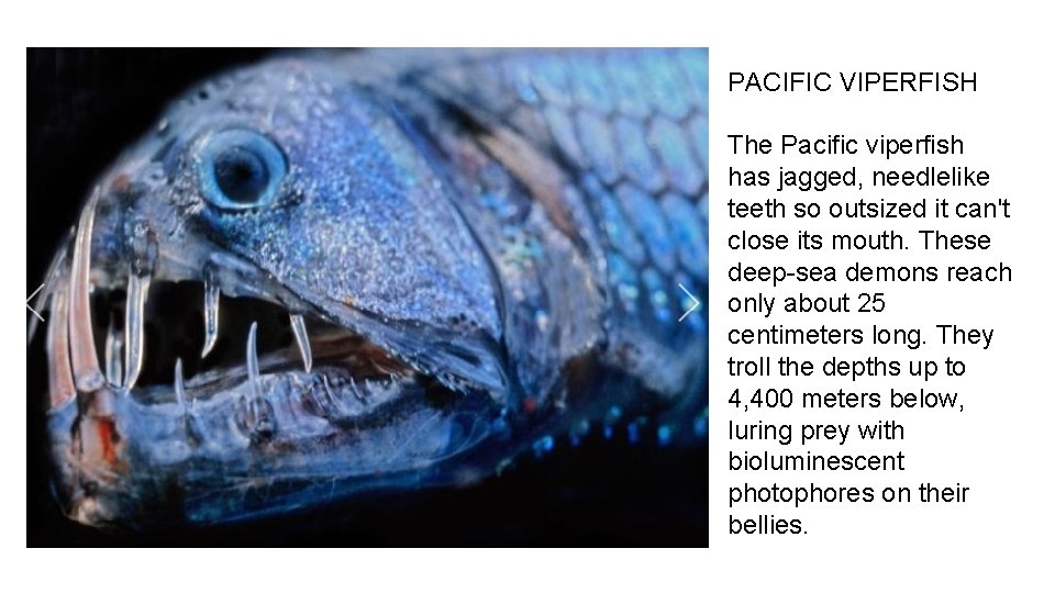 PACIFIC VIPERFISH The Pacific viperfish has jagged, needlelike teeth so outsized it can't close