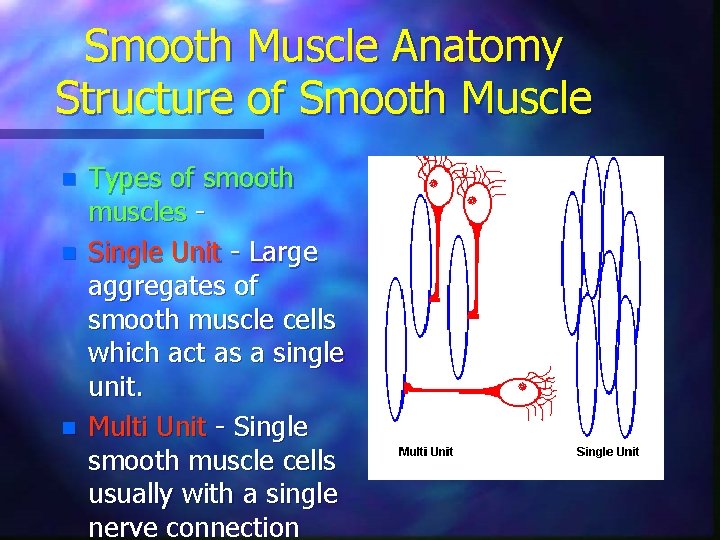Smooth Muscle Anatomy Structure of Smooth Muscle n n n Types of smooth muscles