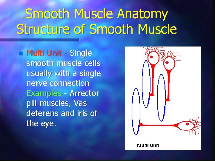 Smooth Muscle Anatomy Structure of Smooth Muscle n Multi Unit - Single smooth muscle