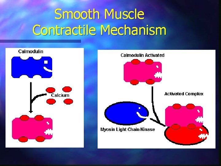 Smooth Muscle Contractile Mechanism 
