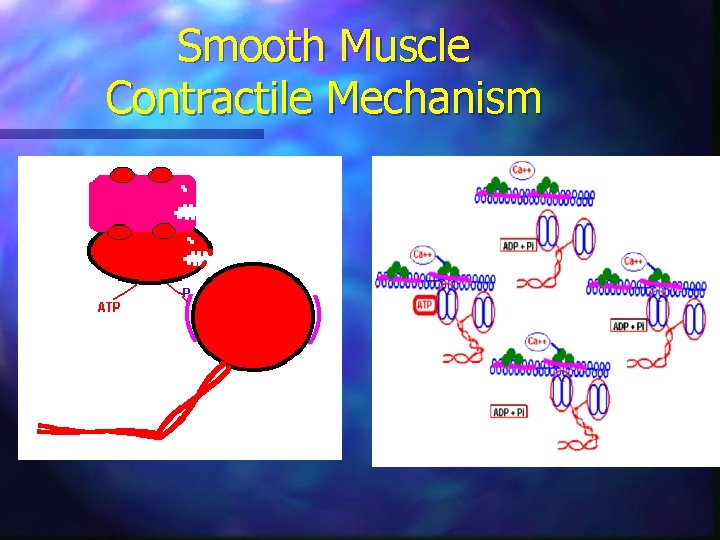 Smooth Muscle Contractile Mechanism 