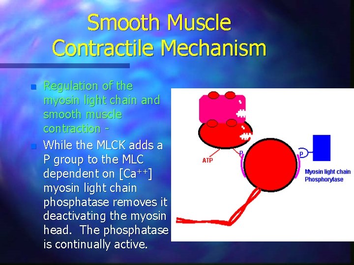 Smooth Muscle Contractile Mechanism n n Regulation of the myosin light chain and smooth