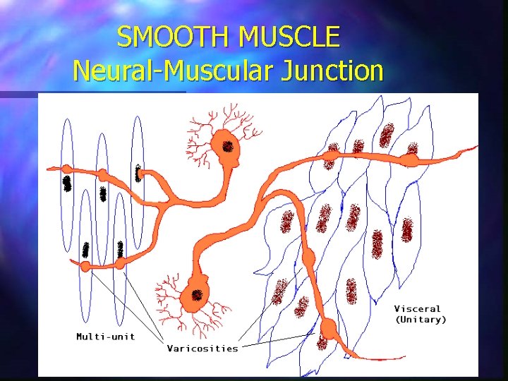 SMOOTH MUSCLE Neural-Muscular Junction 