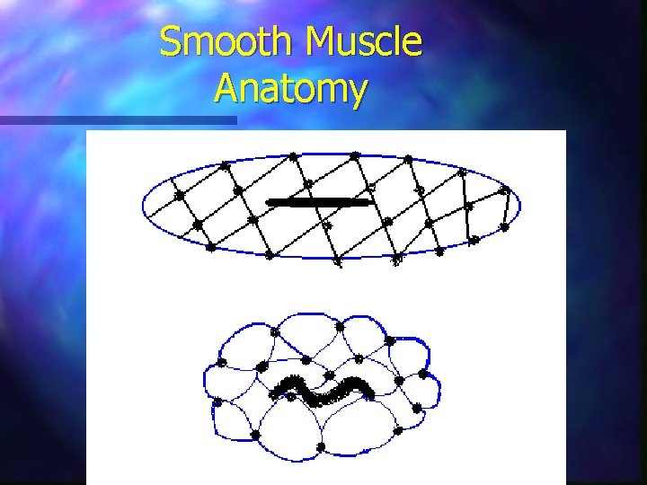 Smooth Muscle Anatomy 