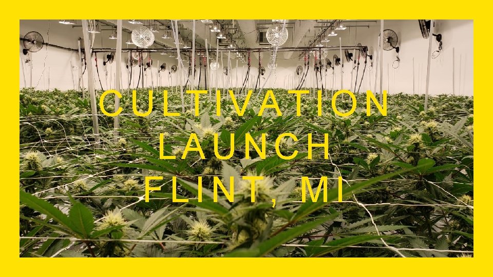 CULTIVATION LAUNCH FLINT, MI 