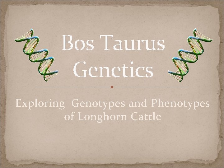 Bos Taurus Genetics Exploring Genotypes and Phenotypes of Longhorn Cattle 