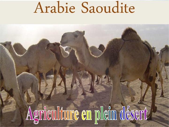 Arabie Saoudite 