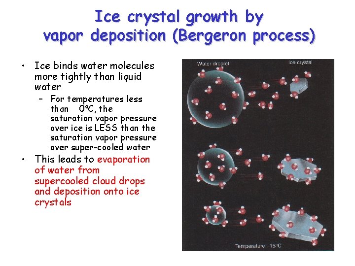 Ice crystal growth by vapor deposition (Bergeron process) • Ice binds water molecules more