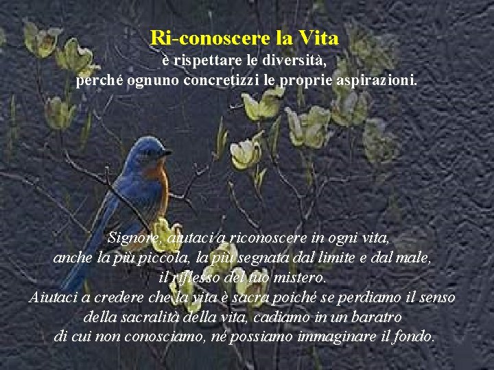 Ri-conoscere la Vita è rispettare le diversità, perché ognuno concretizzi le proprie aspirazioni. Signore,