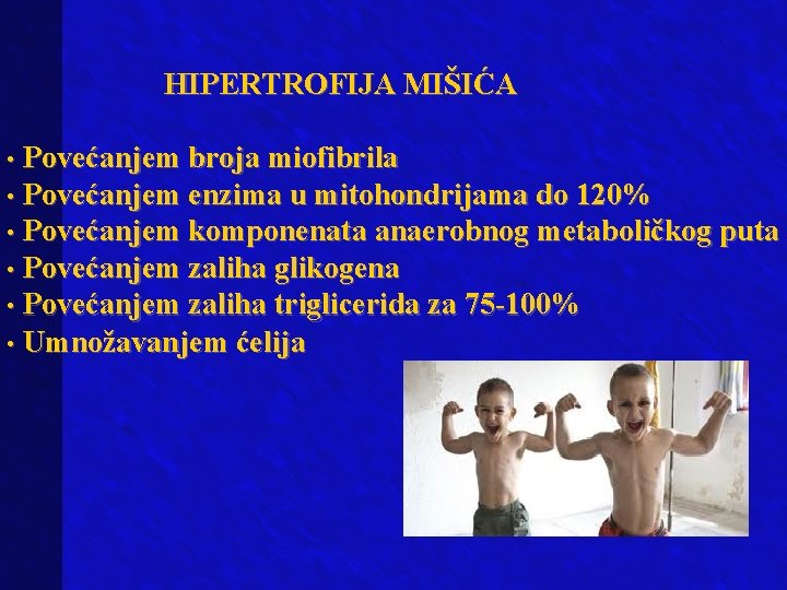 HIPERTROFIJA MIŠIĆA • Povećanjem broja miofibrila • Povećanjem enzima u mitohondrijama do 120% •