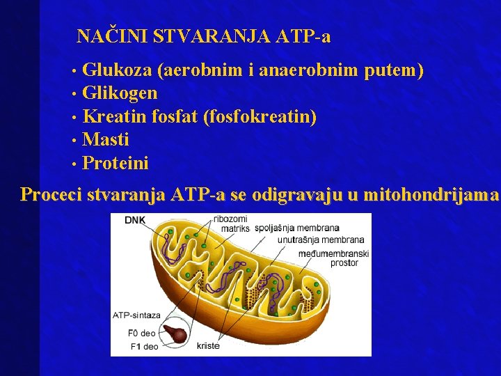 NAČINI STVARANJA ATP-a Glukoza (aerobnim i anaerobnim putem) • Glikogen • Kreatin fosfat (fosfokreatin)