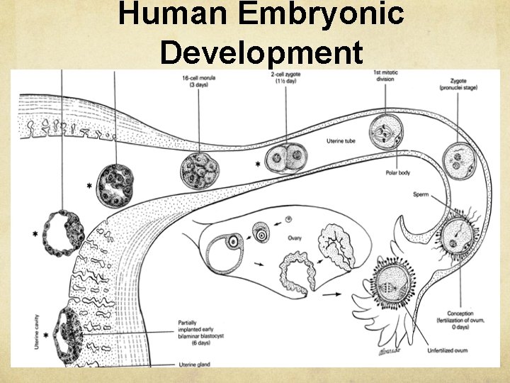 Human Embryonic Development 