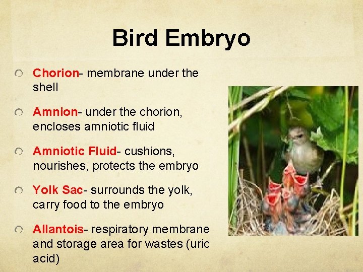 Bird Embryo Chorion- membrane under the shell Amnion- under the chorion, encloses amniotic fluid