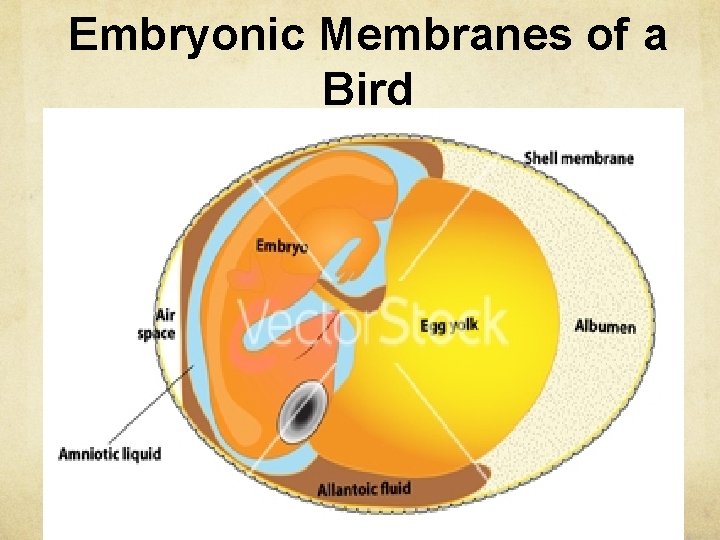 Embryonic Membranes of a Bird 