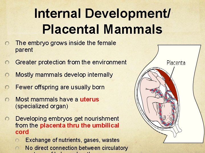 Internal Development/ Placental Mammals The embryo grows inside the female parent Greater protection from