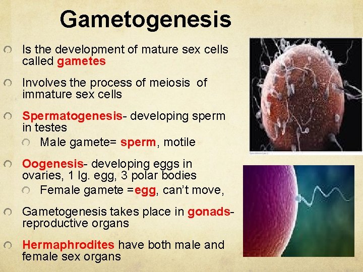 Gametogenesis Is the development of mature sex cells called gametes Involves the process of