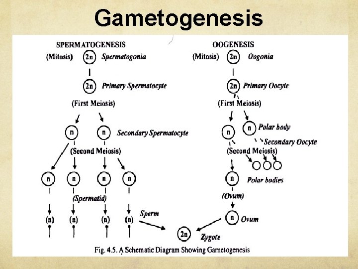 Gametogenesis 