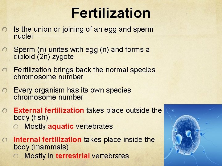 Fertilization Is the union or joining of an egg and sperm nuclei Sperm (n)