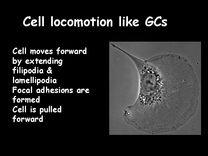 Cell locomotion like GCs Cell moves forward by extending filipodia & lamellipodia Focal adhesions