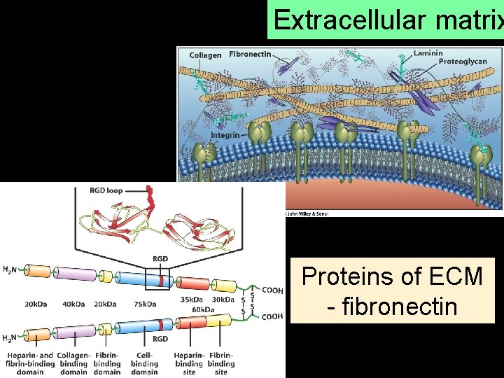 Extracellular matrix Proteins of ECM - fibronectin 